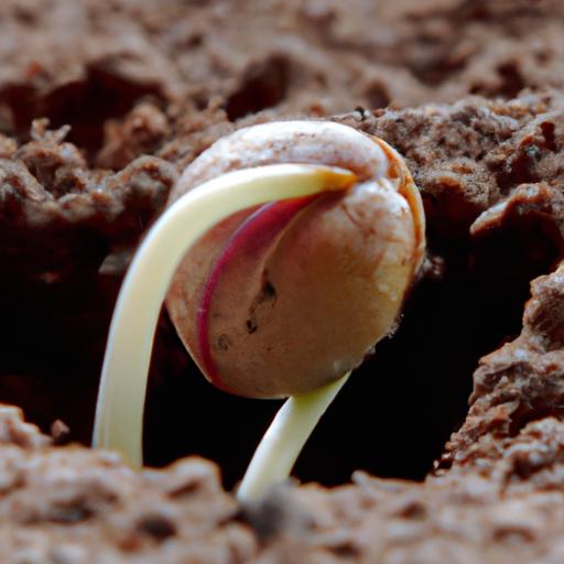 Một cái nhìn từ trên xuống của một hạt cherry Úc đã nảy mầm ra khỏi đất.