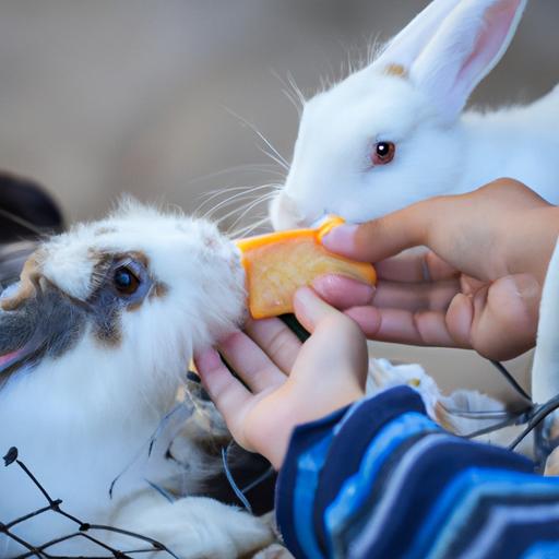 Nguy hiểm của việc cho thỏ cưng ăn đồ ăn của con người