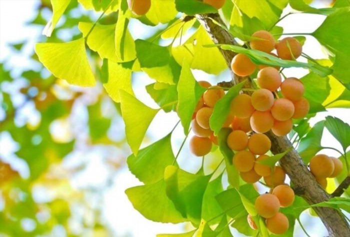 Ginkgo Biloba là một loại cây cổ thụ có nguồn gốc từ Trung Quốc và Nhật Bản, được biết đến như một loại thuốc thảo dược có tác dụng tăng cường trí nhớ và giảm stress. Ngoài ra, cây Ginkgo Biloba còn có giá trị thẩm mỹ cao với những chiếc lá hình quạt độc đáo và màu vàng óng ánh vào mùa thu.