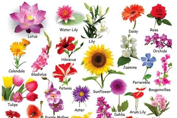 30 câu đố về hoa hay, có đáp án