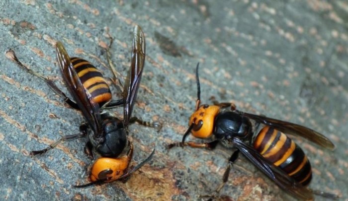 Ong sát thủ là một loài ong độc có tên khoa học là Apis dorsata, chúng có thể tấn công và giết chết các loài động vật khác như côn trùng, thậm chí là chim và động vật có kích thước lớn hơn chúng. Sức mạnh và sự độc đáo của chúng đã khiến nhiều người sợ hãi và tôn sùng chúng.