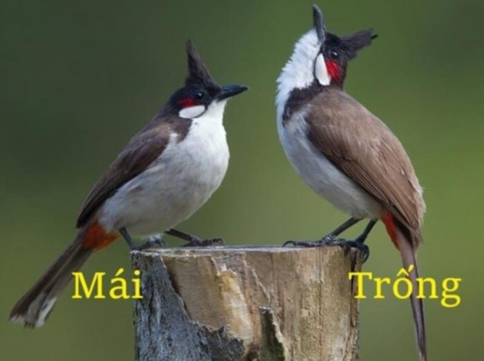 Có vài phương pháp phân biệt giữa chim chào mào đực và chim chào mào cái.