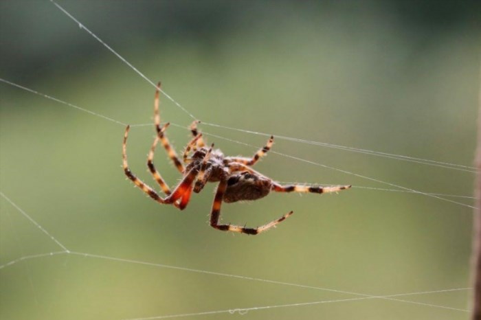 Kín mọi kẽ hở bên ngoài nhà để tránh sự xâm nhập của nhện vào bên trong nhà.