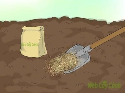 Bước 3: Để giúp giữ độ ẩm cho đất trồng, bạn hãy đặt những lá khô lên trên mặt đất. Lá khô sẽ giúp hạn chế việc bốc hơi nước ra khỏi đất và giữ ẩm cho cây trồng phát triển tốt hơn.