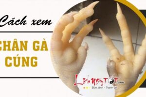 Huong Dan Cach Xem Chan Ga Cung Sieu Chuan De Tu Du Bao Diem Tot Xau Cho Ca Gia Dinh 957277