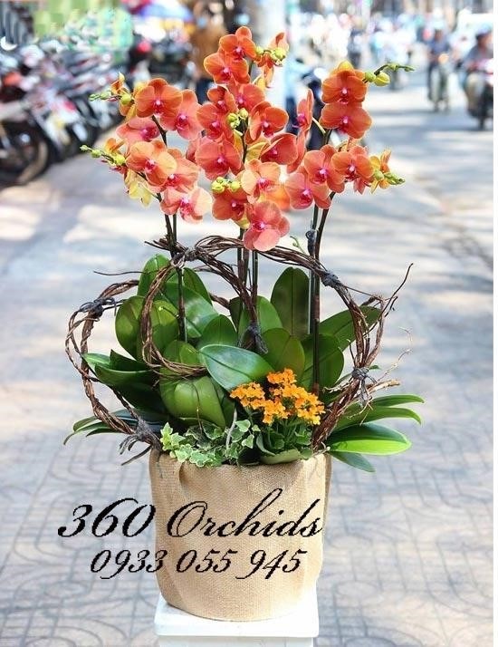 Chậu Lan hồ điệp là một trong những loại hoa được yêu thích nhất trong dịp Tết, với nhiều màu sắc rực rỡ và hương thơm dịu nhẹ. Chúng thường được trưng bày trong các gia đình để mang lại may mắn và tài lộc cho năm mới.
