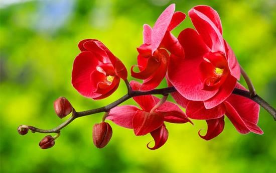 Lan hồ điệp đỏ là một loài hoa quý hiếm, có giá trị về mặt thẩm mỹ và mang lại nhiều ý nghĩa như sự may mắn, tình yêu và lòng trung thành. Ngoài ra, loài hoa này còn được sử dụng trong y học truyền thống để chữa bệnh và làm đẹp da.