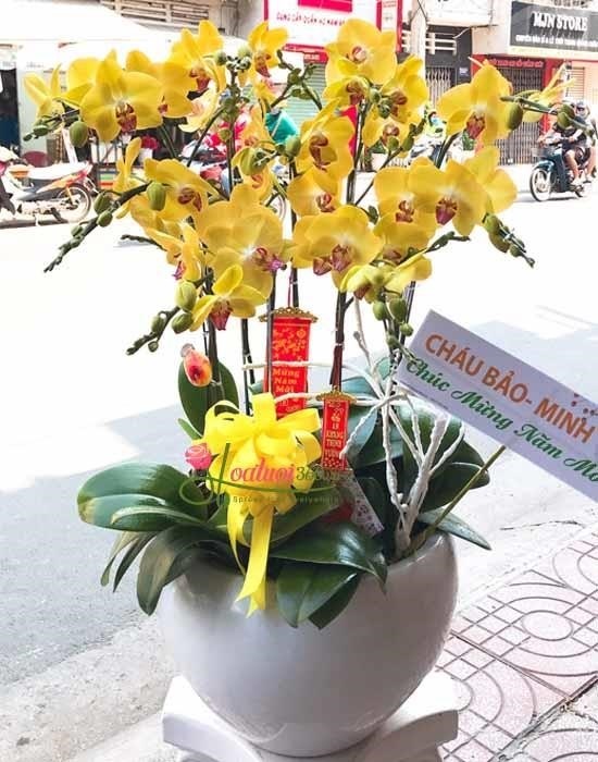 Cách trang trí lan hồ điệp ngày Tết là một nghệ thuật truyền thống của người Việt Nam, đặc biệt là trong ngày Tết Nguyên Đán. Lan hồ điệp được coi là biểu tượng của sự may mắn và thịnh vượng, và được trang trí đầy màu sắc và độc đáo để tôn vinh giá trị của loài hoa này.