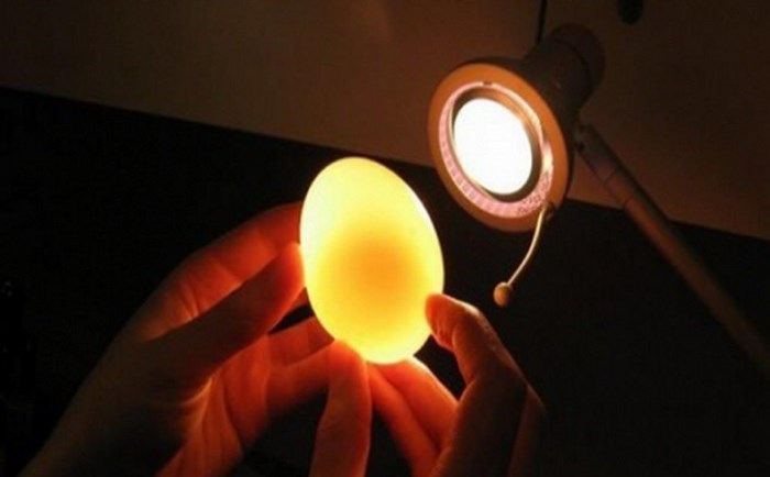 Sử dụng bóng đèn để soi trứng gà ung là phương pháp cổ truyền của người Việt Nam để kiểm tra tính tươi của trứng, bằng cách chiếu ánh sáng qua vỏ trứng để xác định độ trong suốt của lòng trứng và lớp vỏ.