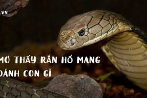 Bắt được rắn ráo đánh đề con gì