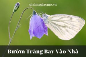 Bướm nâu đậu vào người là điềm gì