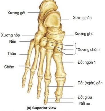 Bàn chân được hỗ trợ bởi những nguyên tố nào trong cơ thể?
