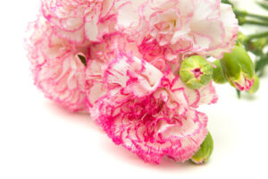 Cách cắm hoa cẩm chướng tươi lâu