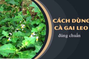 Cách chế biến sử dụng cây cà gai leo