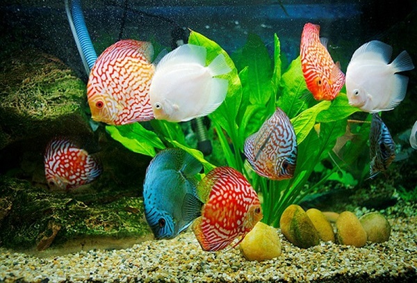 cách nuôi cá dĩa lên màu đẹp