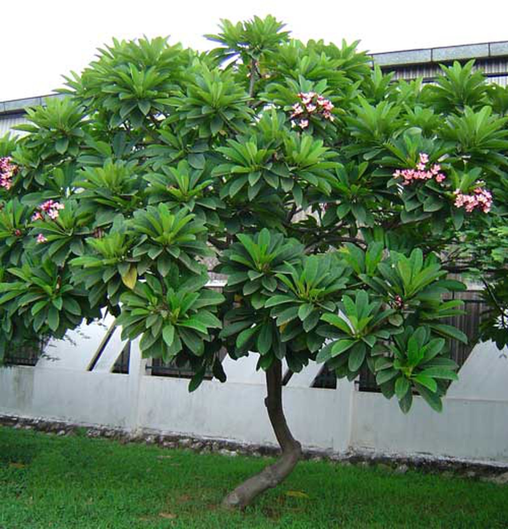 cách trồng cây hoa đại