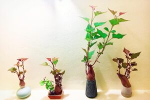 Cách trồng khoai lang bonsai