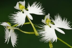 Cách trồng lan bạch hạc trắng