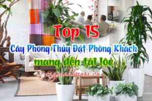 Cây cảnh phòng khách đẹp