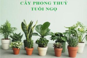 Cây hợp mệnh thổ 1990