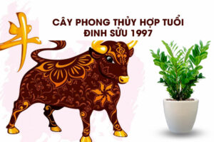 Cây hợp mệnh thủy 1997