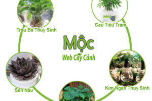 Cây phong thủy cho người mệnh mộc