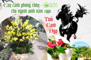 Cây phong thủy cho người tuổi canh ngọ