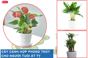 Cây phong thủy cho tuổi ất tỵ