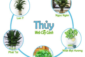 Cay phong thuy mang thuy