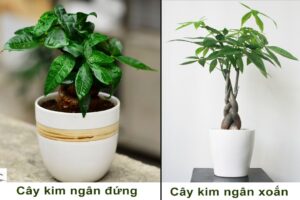 Cây xanh mini để bàn