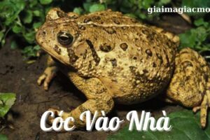 Cóc nhảy vào bàn thờ thần tài