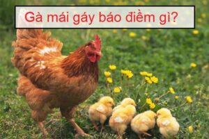 Gà mái gáy báo hiệu điều gì