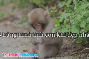 Hình ảnh con khỉ dễ thương