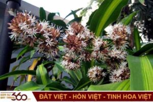 Hoa thiết mộc lan có ý nghĩa gì