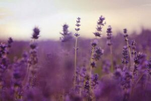 Lavender essential oil là gì