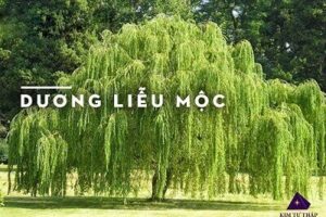 Mệnh dương liễu mộc hợp màu gì