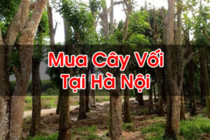 Mua cây vối ở hà nội