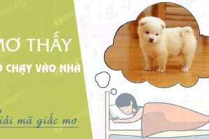 Nằm mơ thấy chó vào nhà đánh con gì