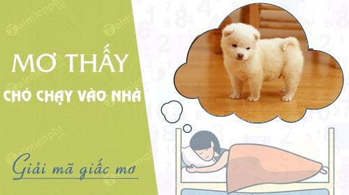 Rất Hay: Nằm mơ thấy chó chạy vào nhà đánh số mấy? điềm báo gì? chiêm bao thấy