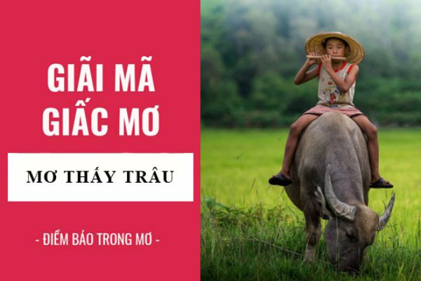nằm mơ thấy trâu đuổi đánh con gì-217851