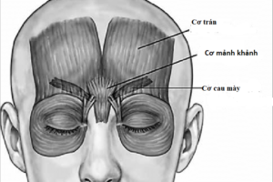 Nếp nhăn giữa hai lông mày