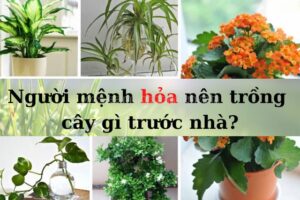 Người mệnh hỏa nên trồng cây gì trước nhà