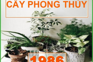 Nữ bính dần 1986 hợp cây gì nhất