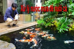 Nước mưa nuôi cá được không