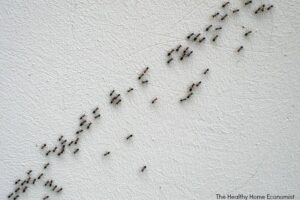 Phấn diệt kiến có độc không