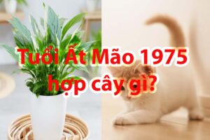 Sinh năm 1975 hợp cây gì