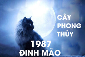 Sinh năm 1987 hợp cây gì