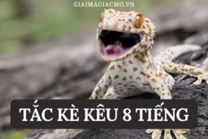 Tắc kè kêu 9 tiếng là điềm gì