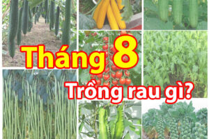 Tháng 8 trồng cây gì leo giàn