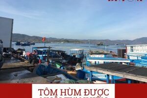 Thức ăn của tôm hùm là gì